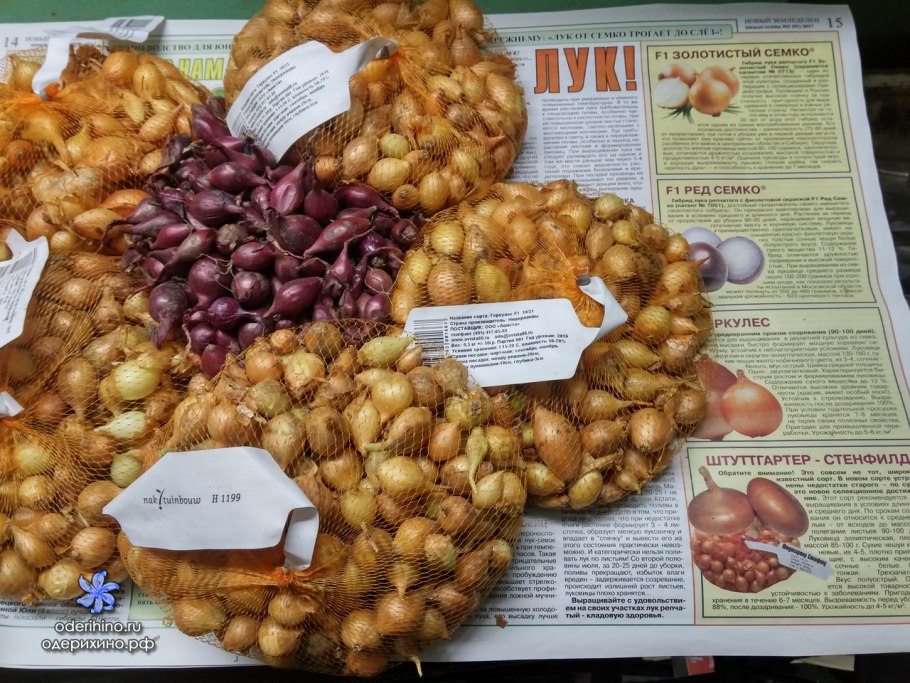 Лук севок Сеншуй 1кг (Чувашия)