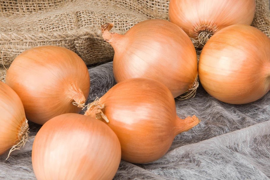 Лук севок Стригуновский