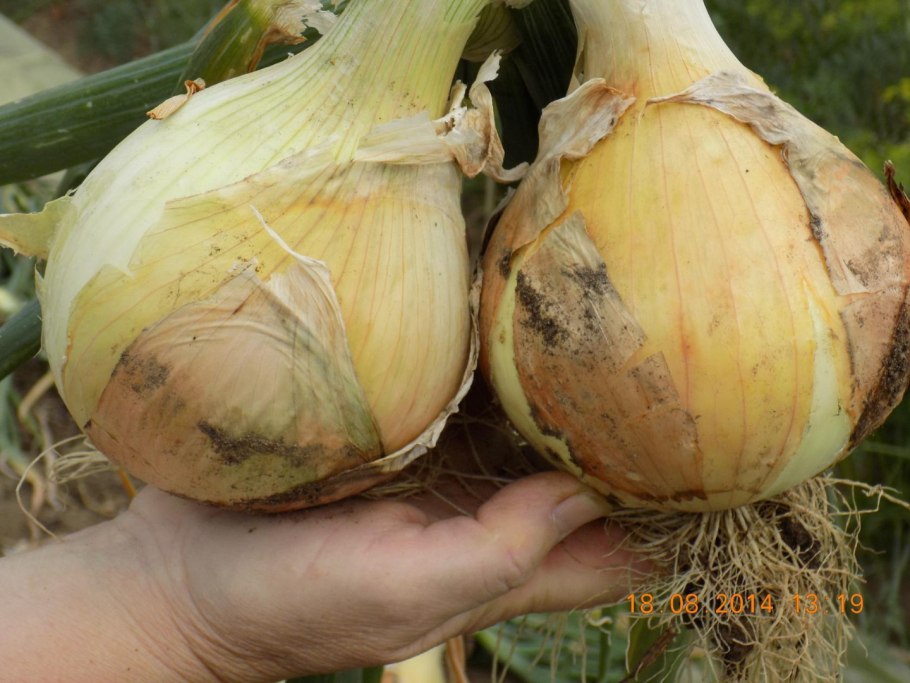 Бигуди BABYLISS Pro babts6gse