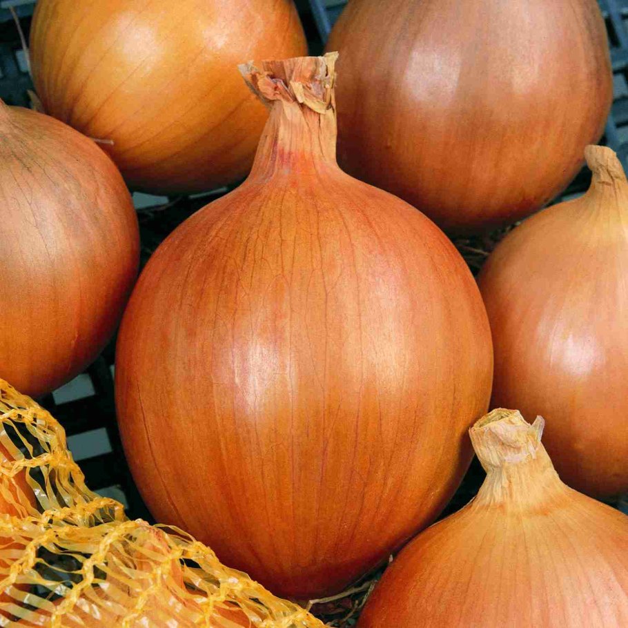 Лук сорта Эйзенштейна