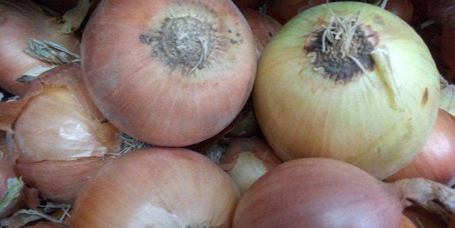 Лук Сибирь экспресс Сиб сад