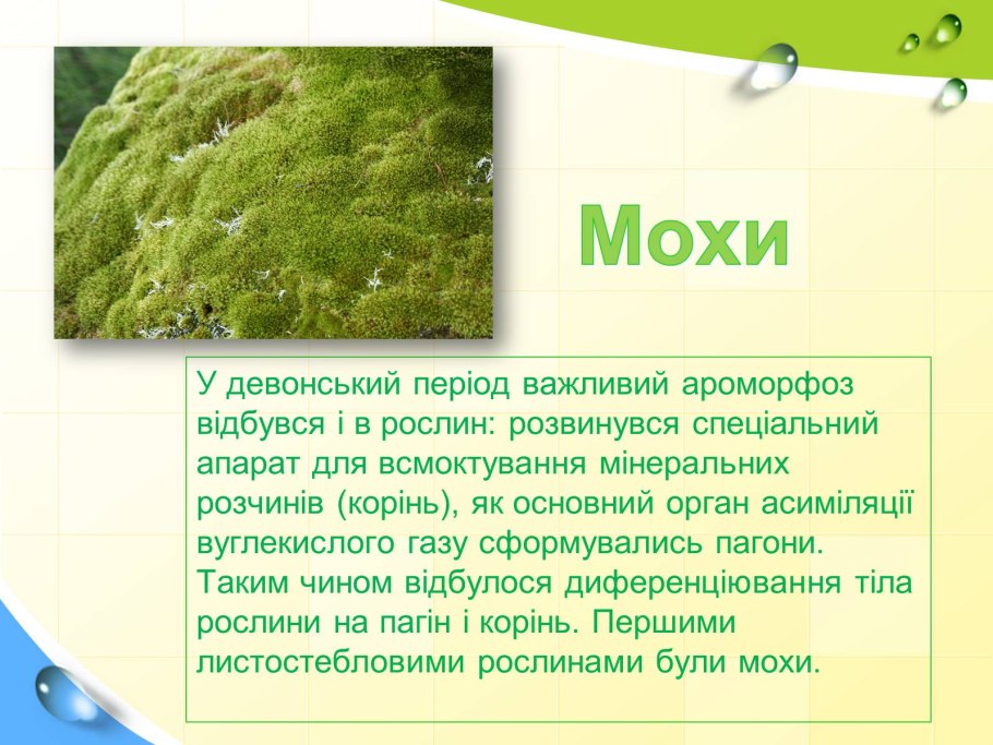 Эволюция растительного мира и ароморфозы растений таблица