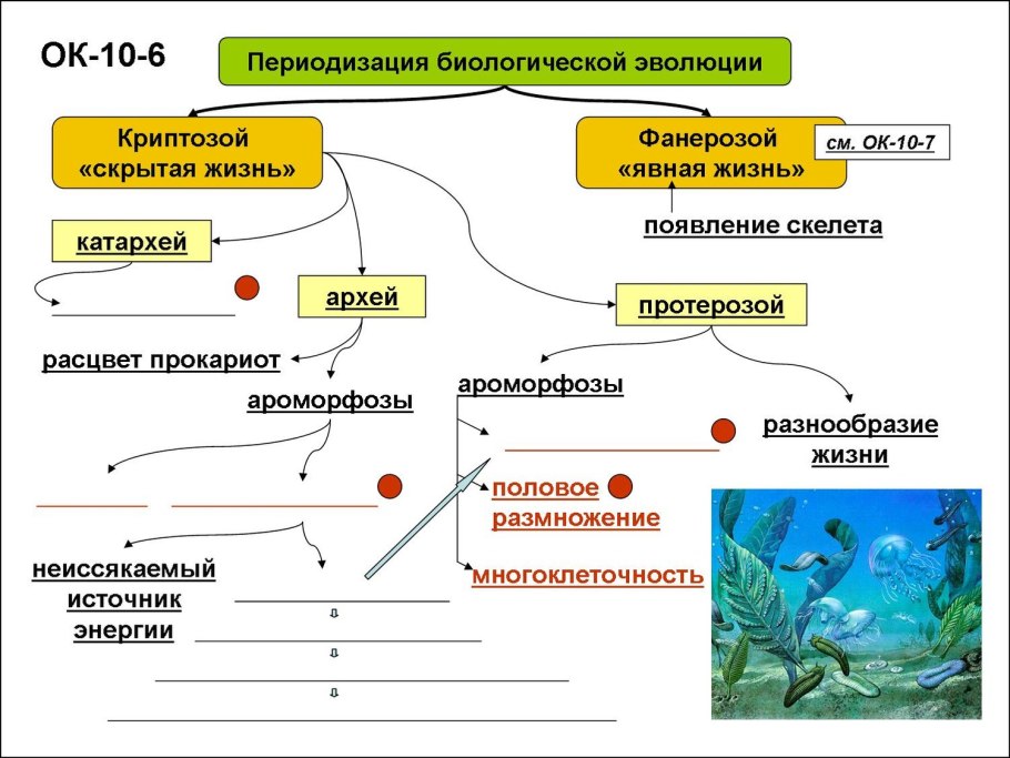Примеры ароморфоза у растений