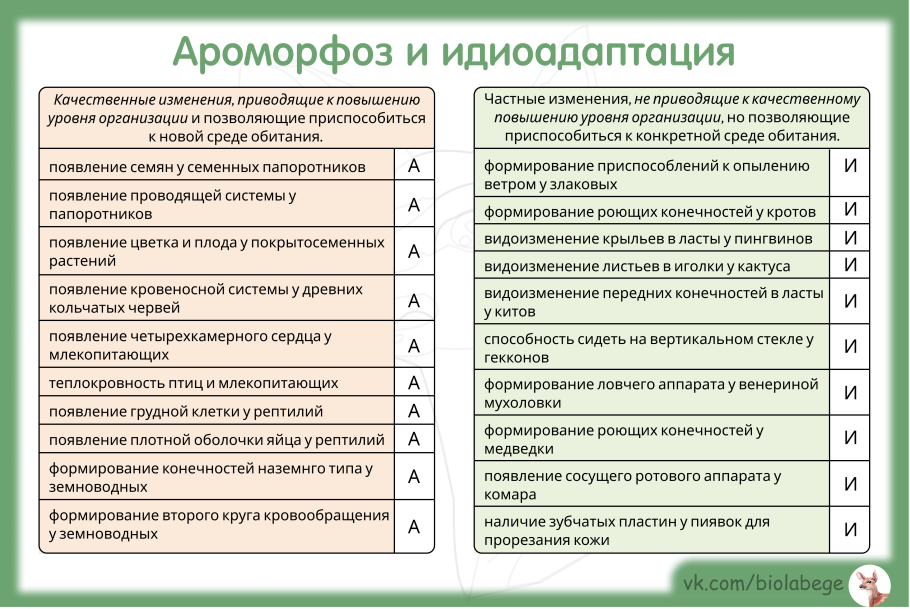Гаметангии высших растений видов