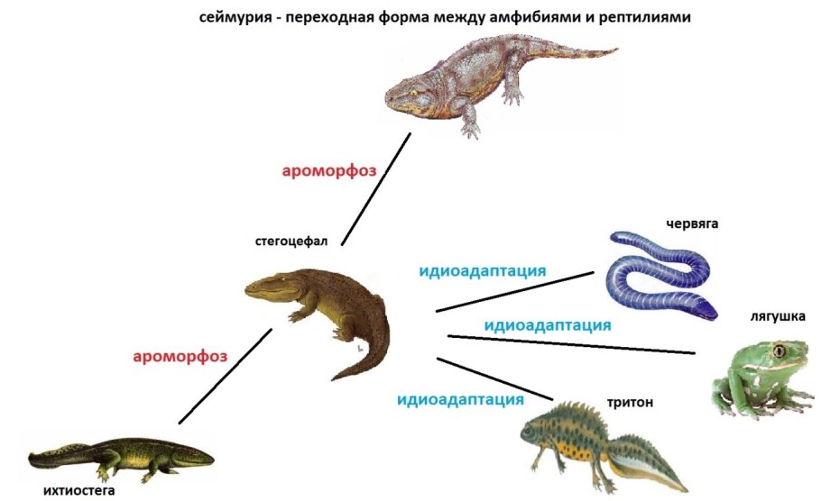 Видоизмененные корни микориза