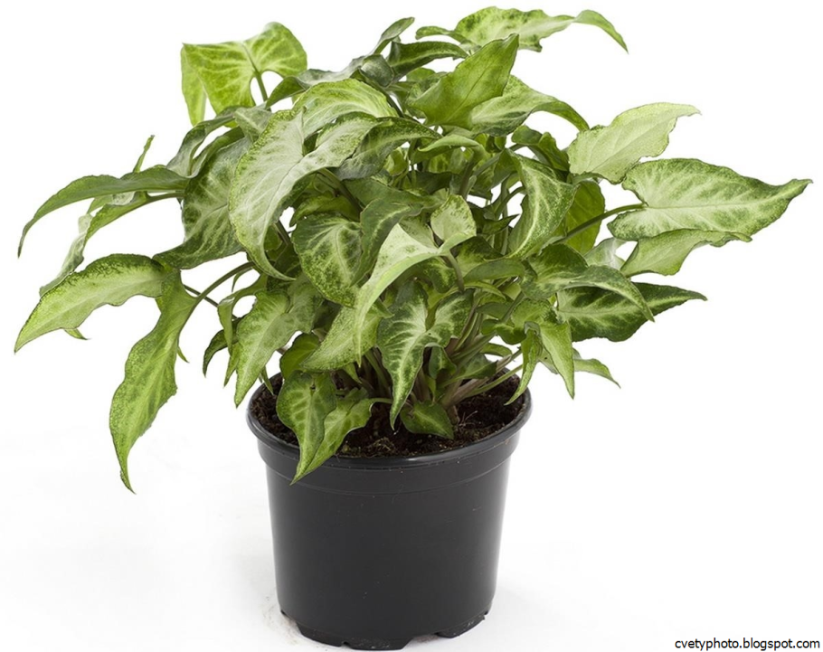 Сингониум ножколистный