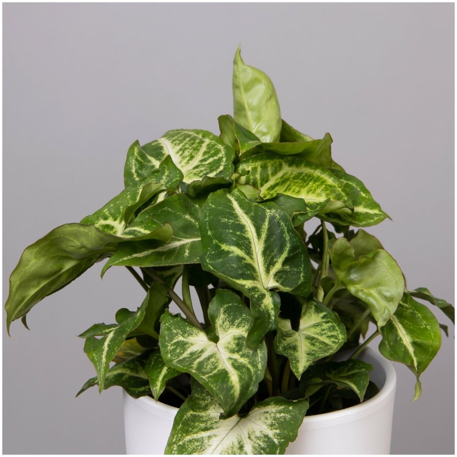 Сингониум Ушастый