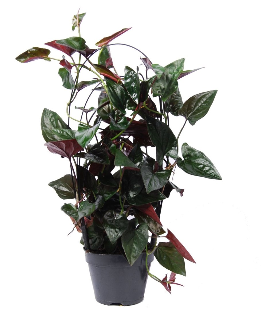 Сингониум вариегатный