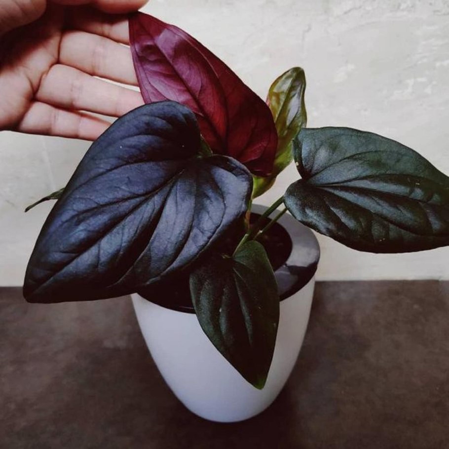 Сингониум erythrophyllum Red arrow