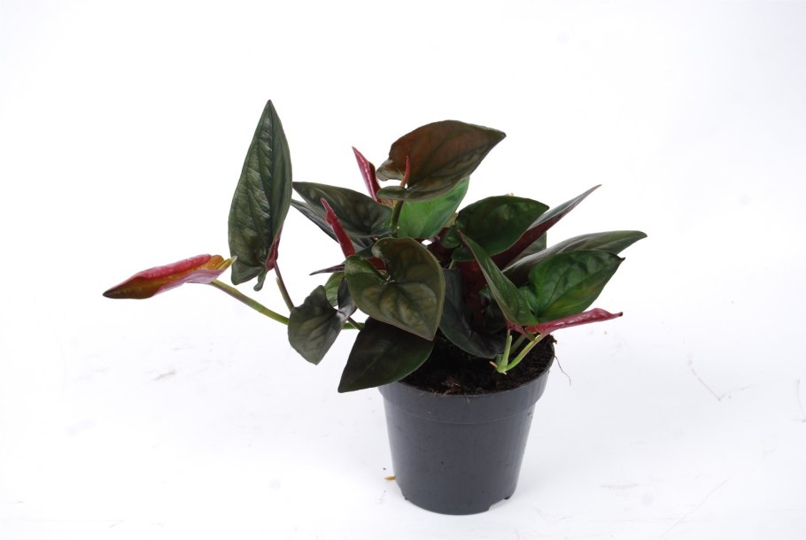 Сингониум Грин Эрроу