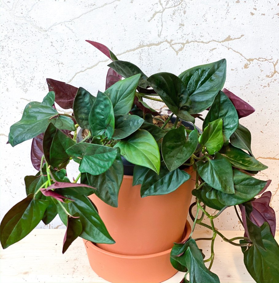 Сингониум ред Эрроу