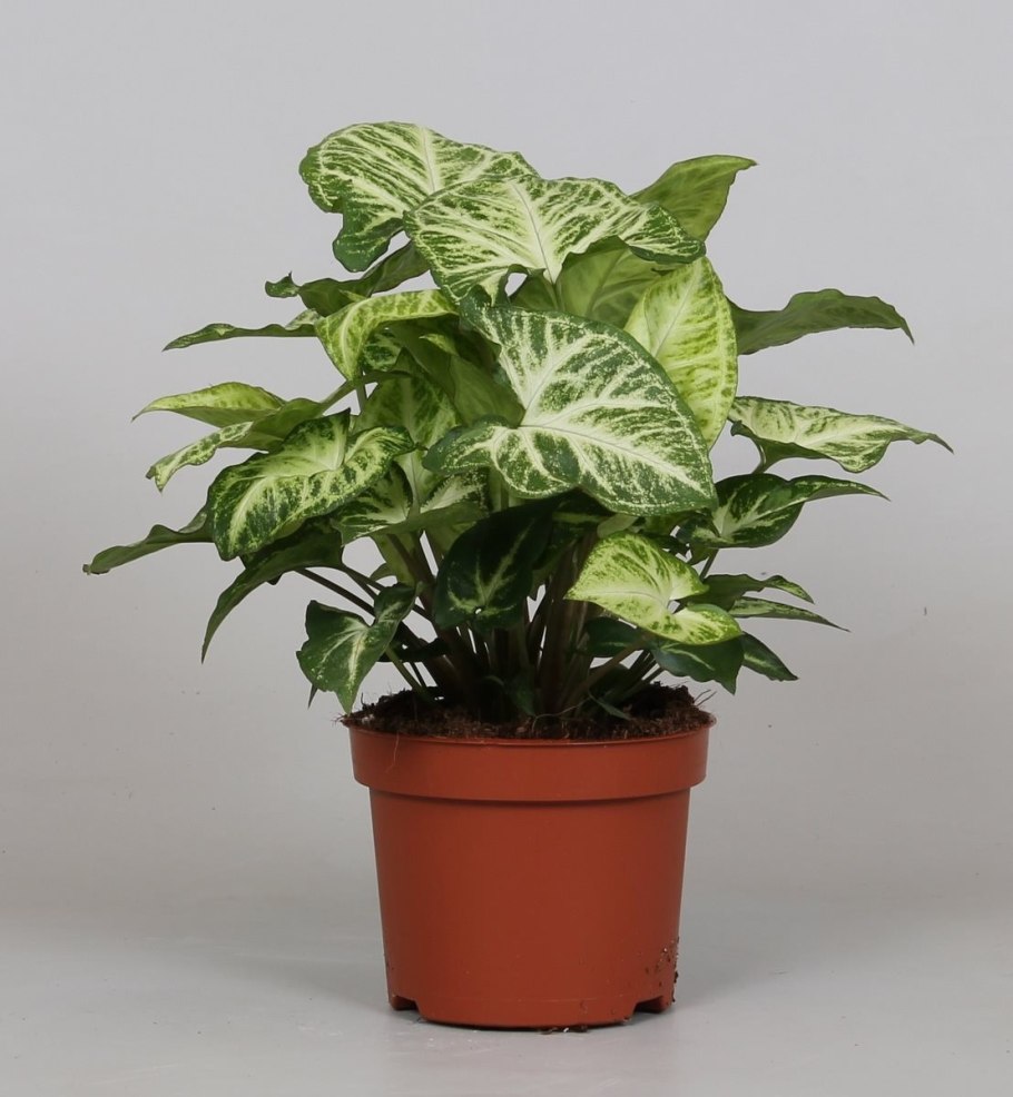 Сингониум Арроу (s. arrow)