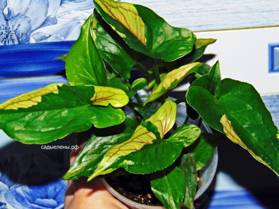 Сингониум Лиана