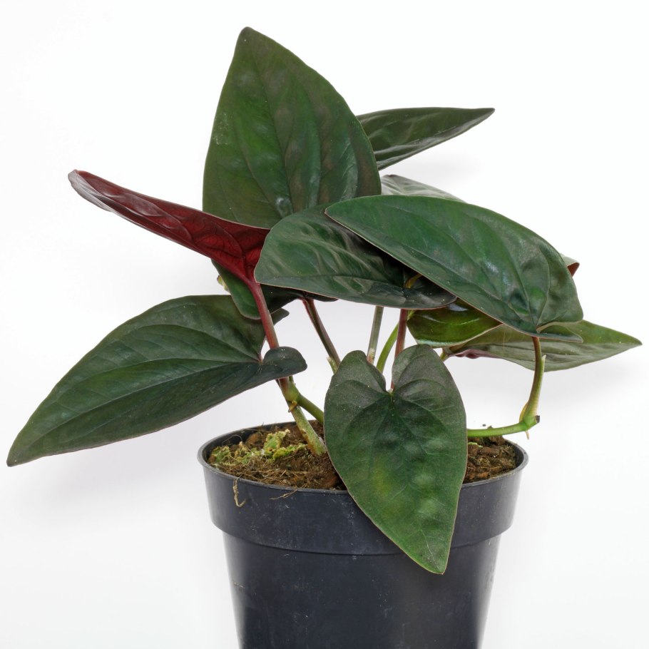 Сингониум Эрроу