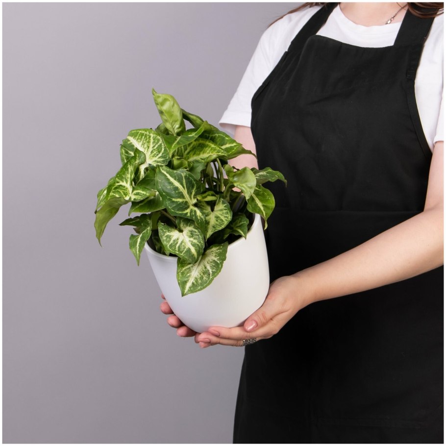 Сингониум Ушастый