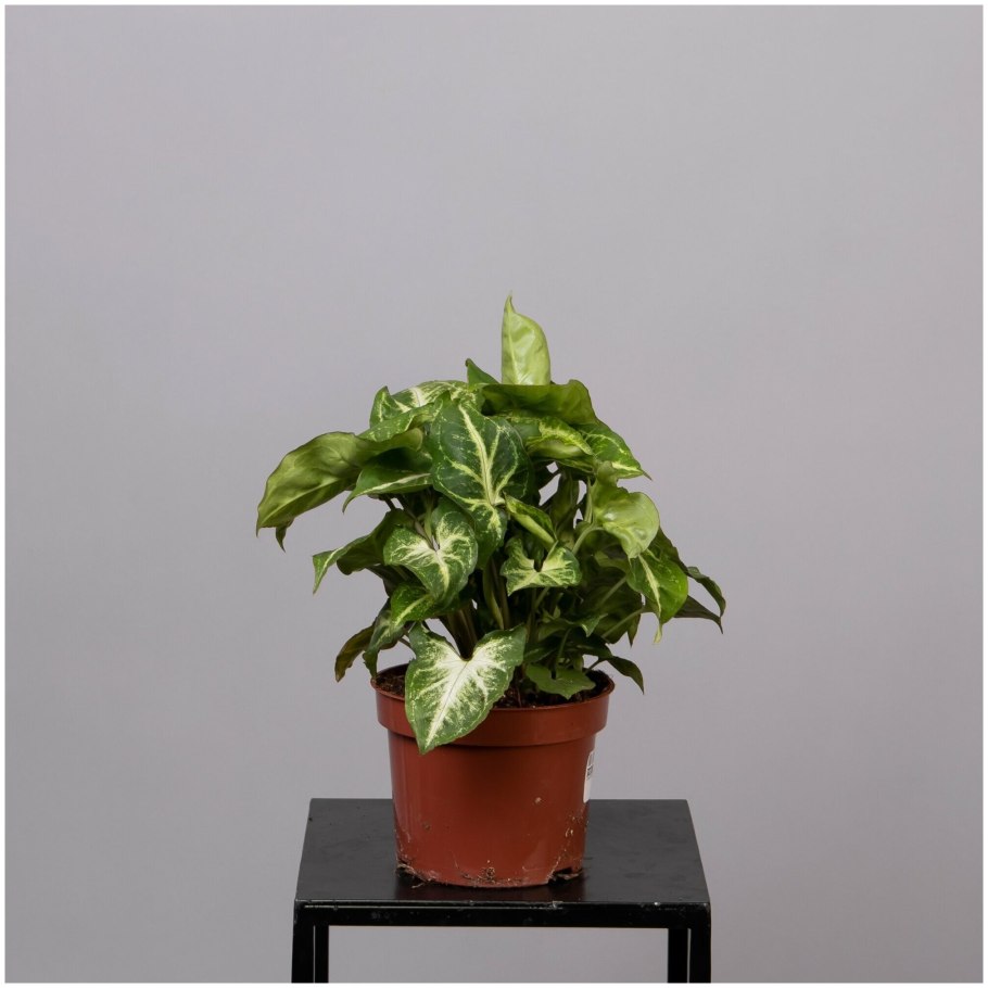 Сингониум Ушастый