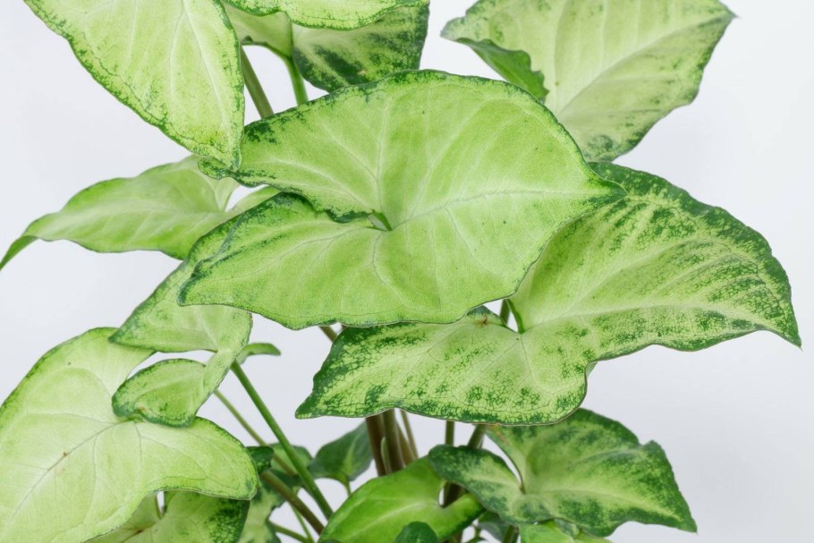 Сингониум White Leaf