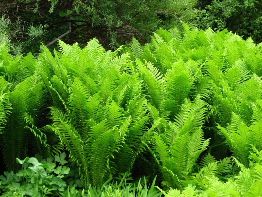 Папоротник страусник Matteuccia struthiopteris
