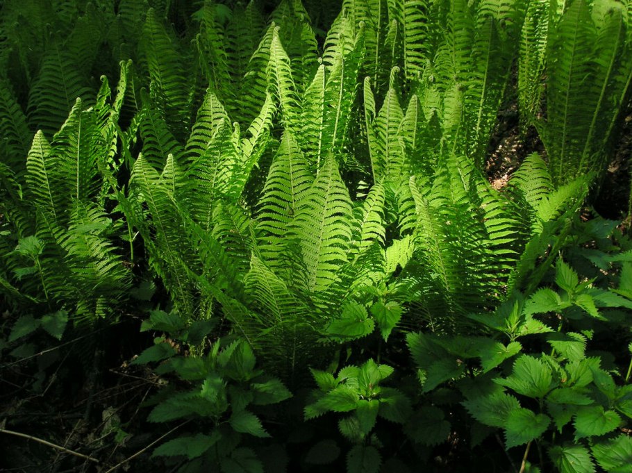 Страусник папоротник struthiopteris