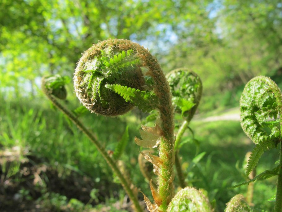 Страусник обыкновенный (Matteuccia struthiopteris)