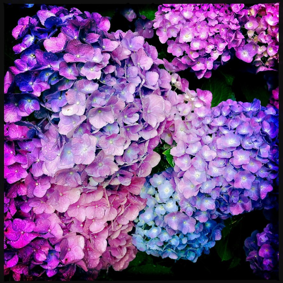 Гортензия крупнолистная Popcorn