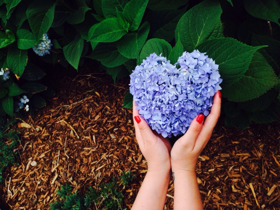 Гидрангия Аллюр