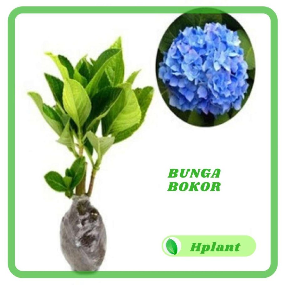 Гортензия крупнолистная Блумстар (голубая)