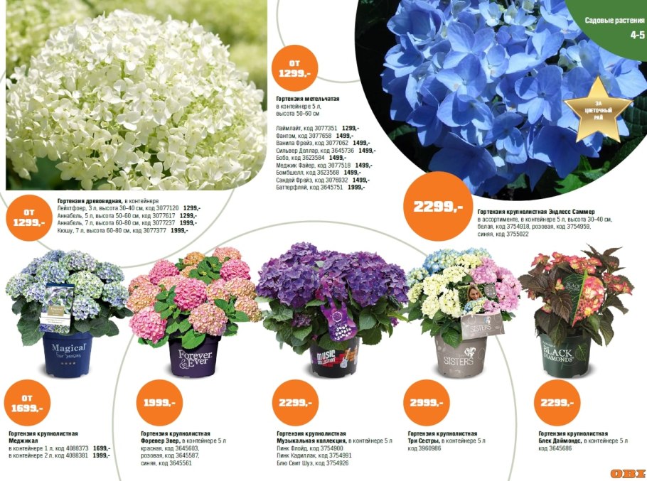 Подвязка гортензии метельчатой