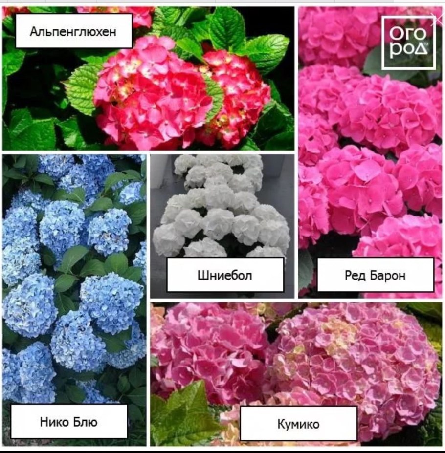 Гортензия крупнолистная Мирей
