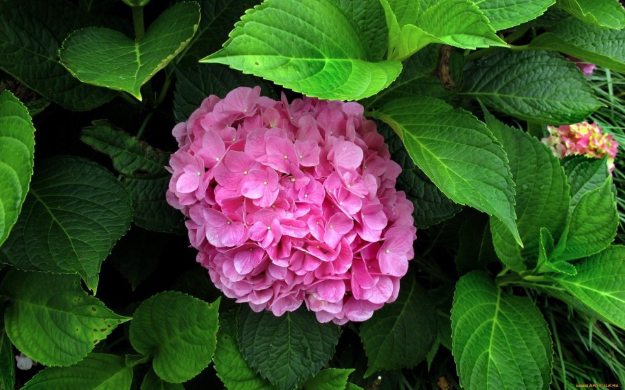 Гортензия Роял Анастасия