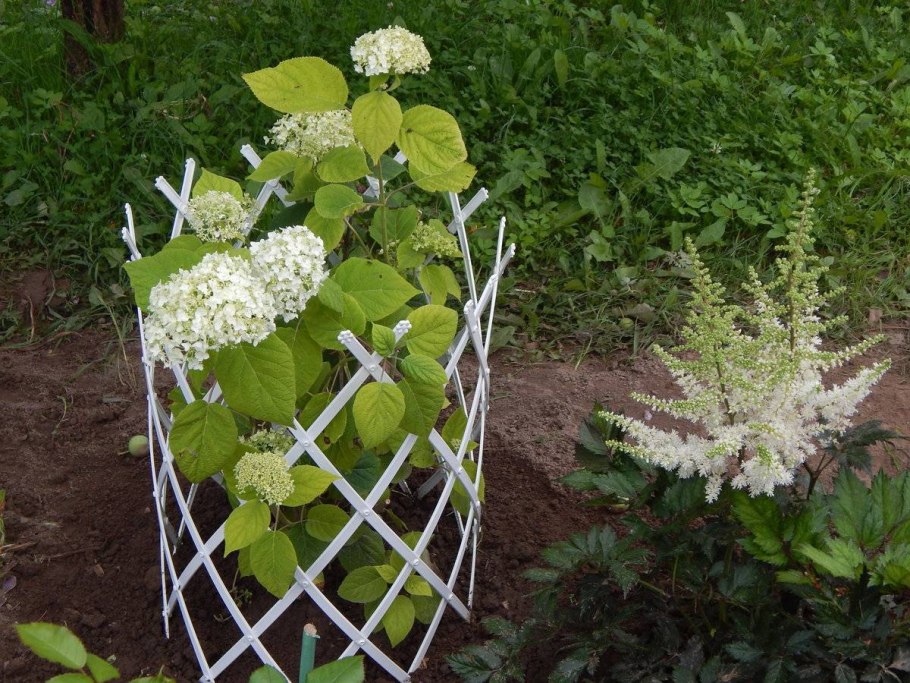 Гортензия Pan Flora