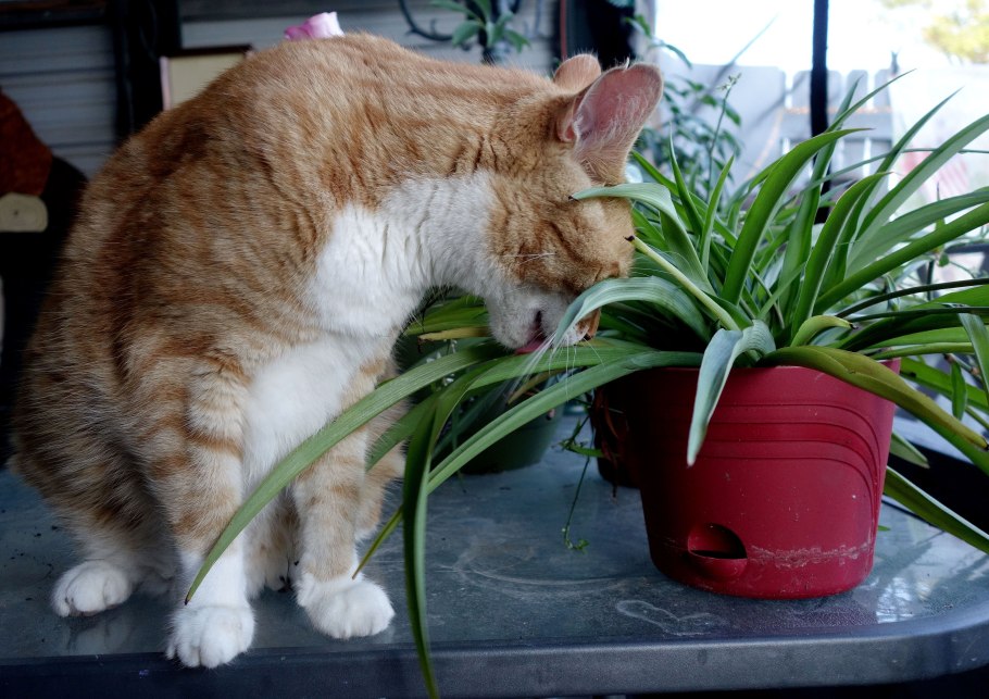 Гортензия многолетка