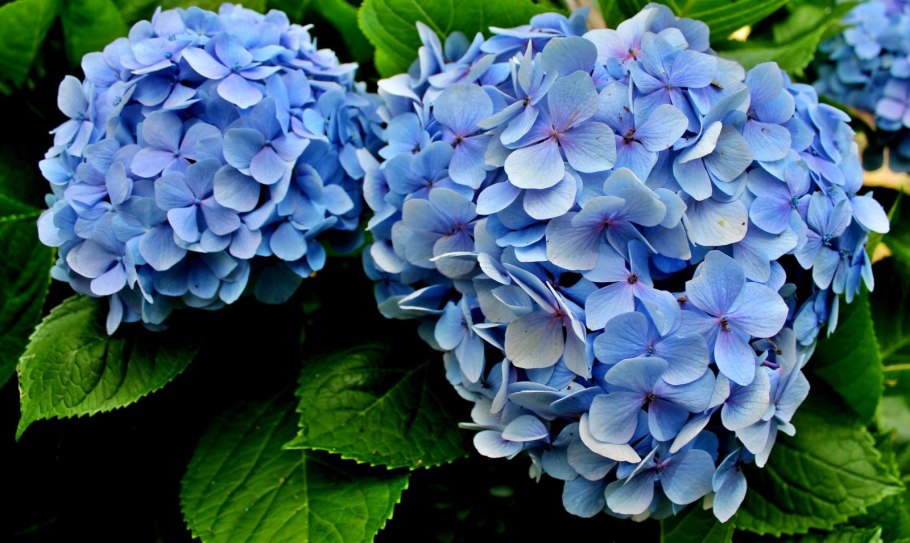 Нарцисс опасен для кошек