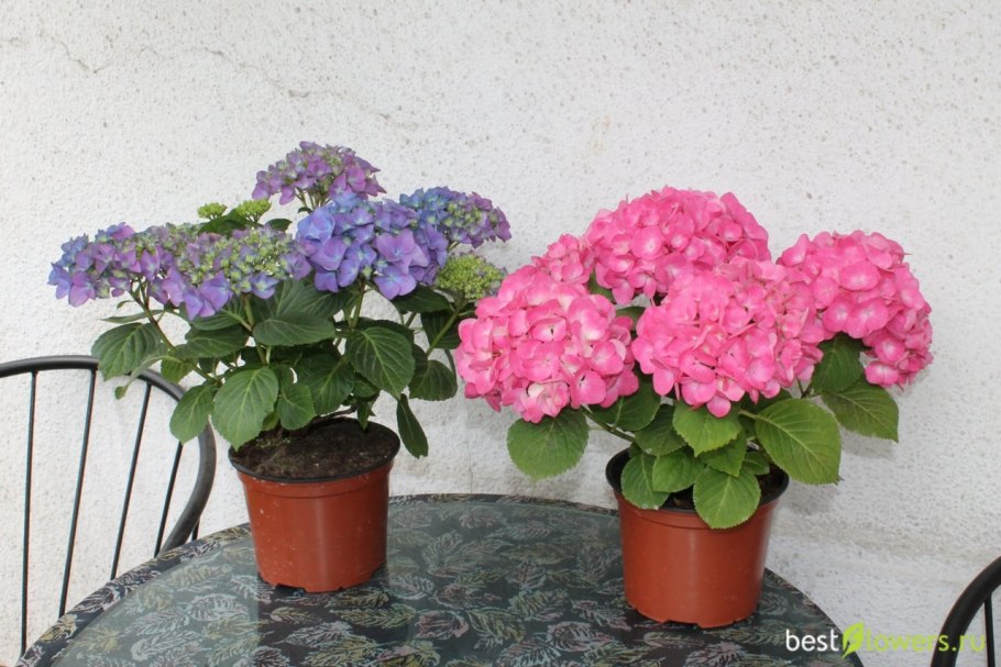 Гортензия крупнолистная голубая фиолетовая