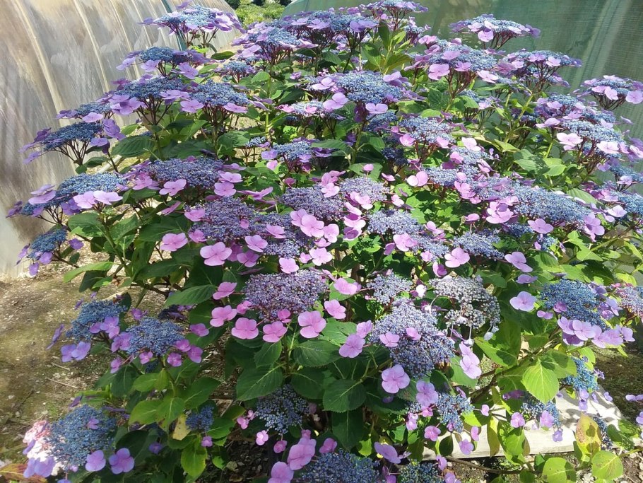 Гидрангия Лилак