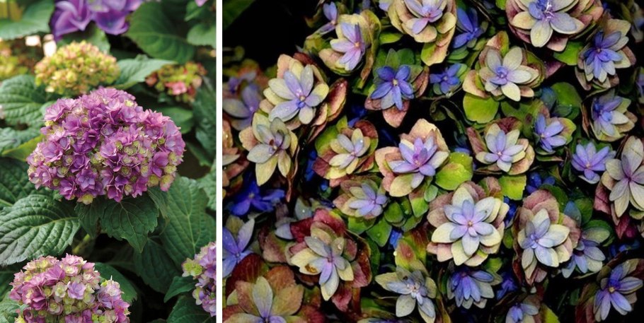 Гортензия Белла Анна