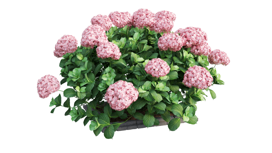 Гортензия гидрангея