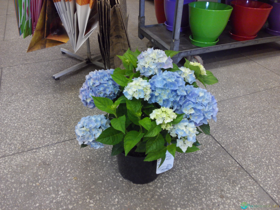 Гортензия ядовитый цветок