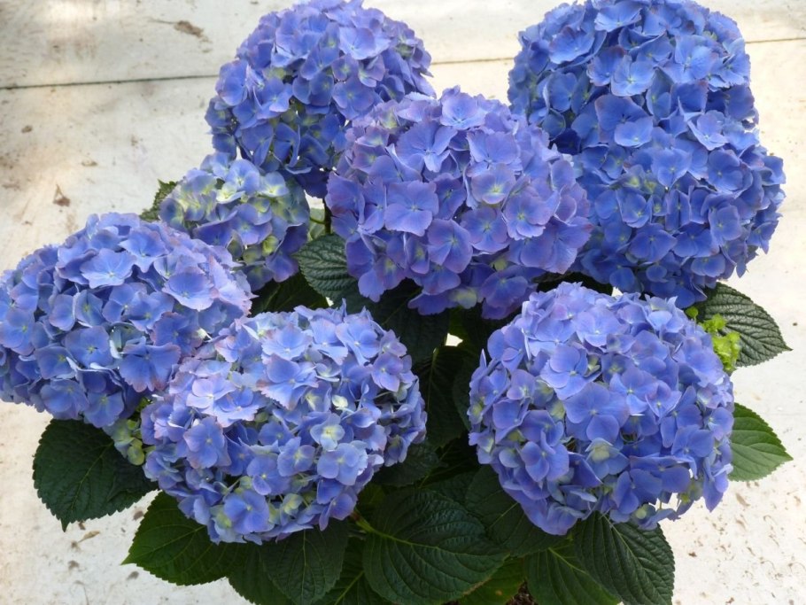 Гортензия комплексное удобрение для гортензий 1кг /12 (ФХИ) Россия