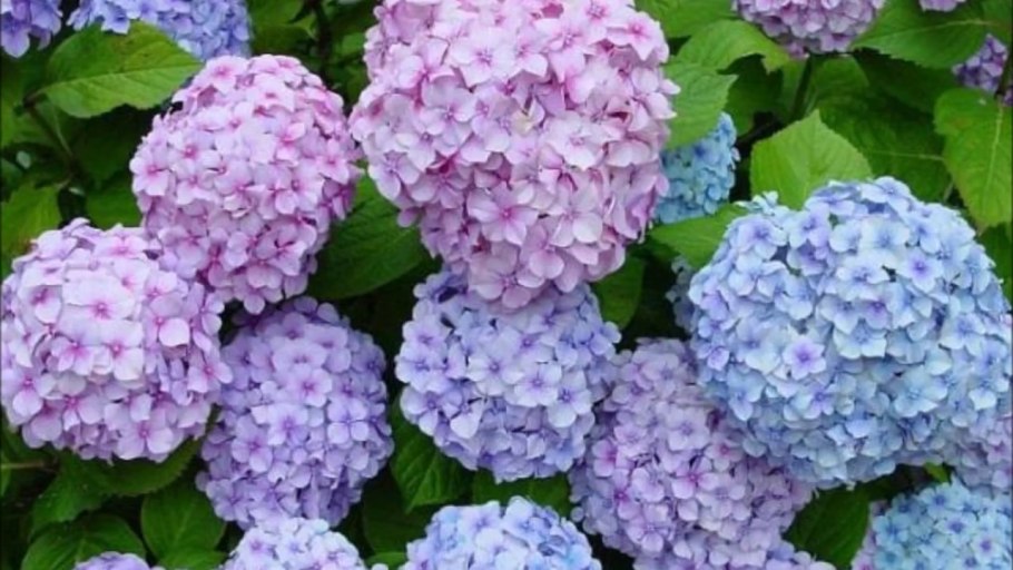 Гортензия Prim White