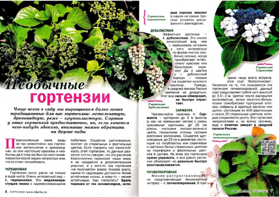 Гортензия комнатная кучерявая