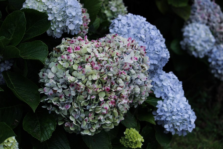 Гортензия крупнолистная розовая