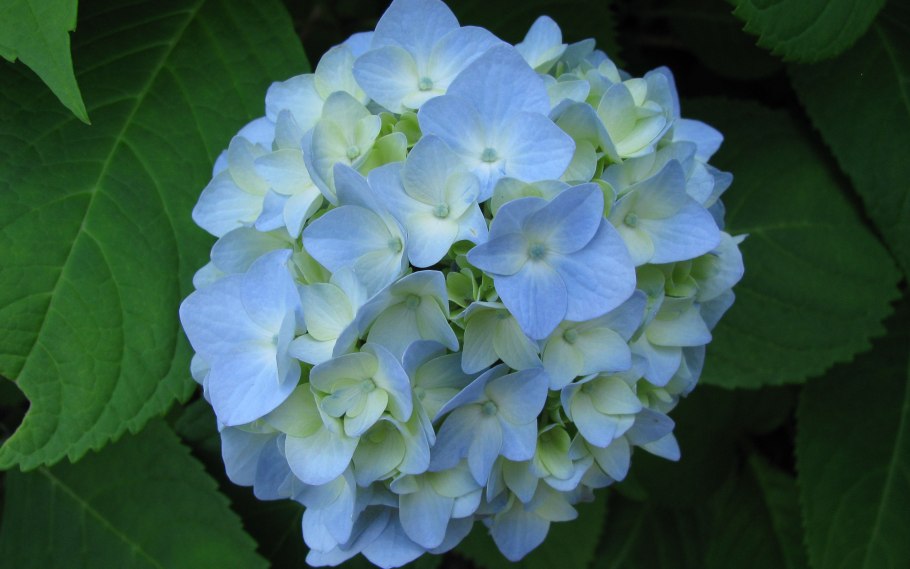 Гортензия крупнолистная Синдерелла