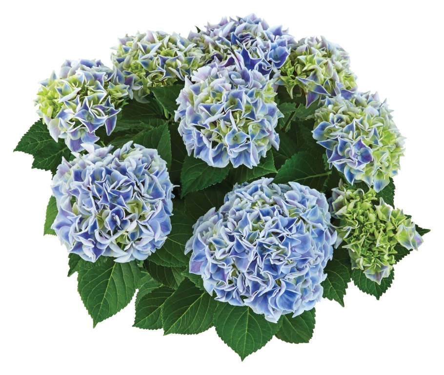 Почва для гортензии