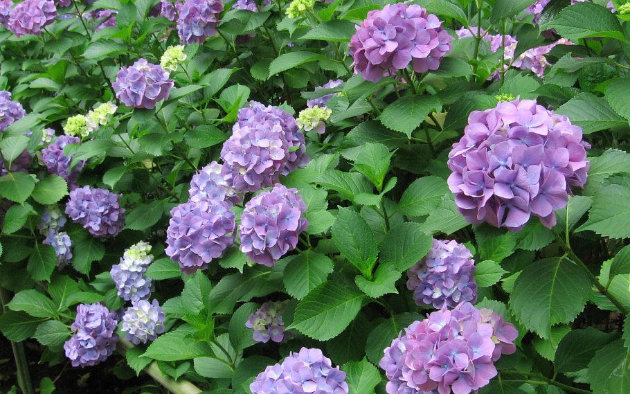 Гортензия крупнолистная хамелеон