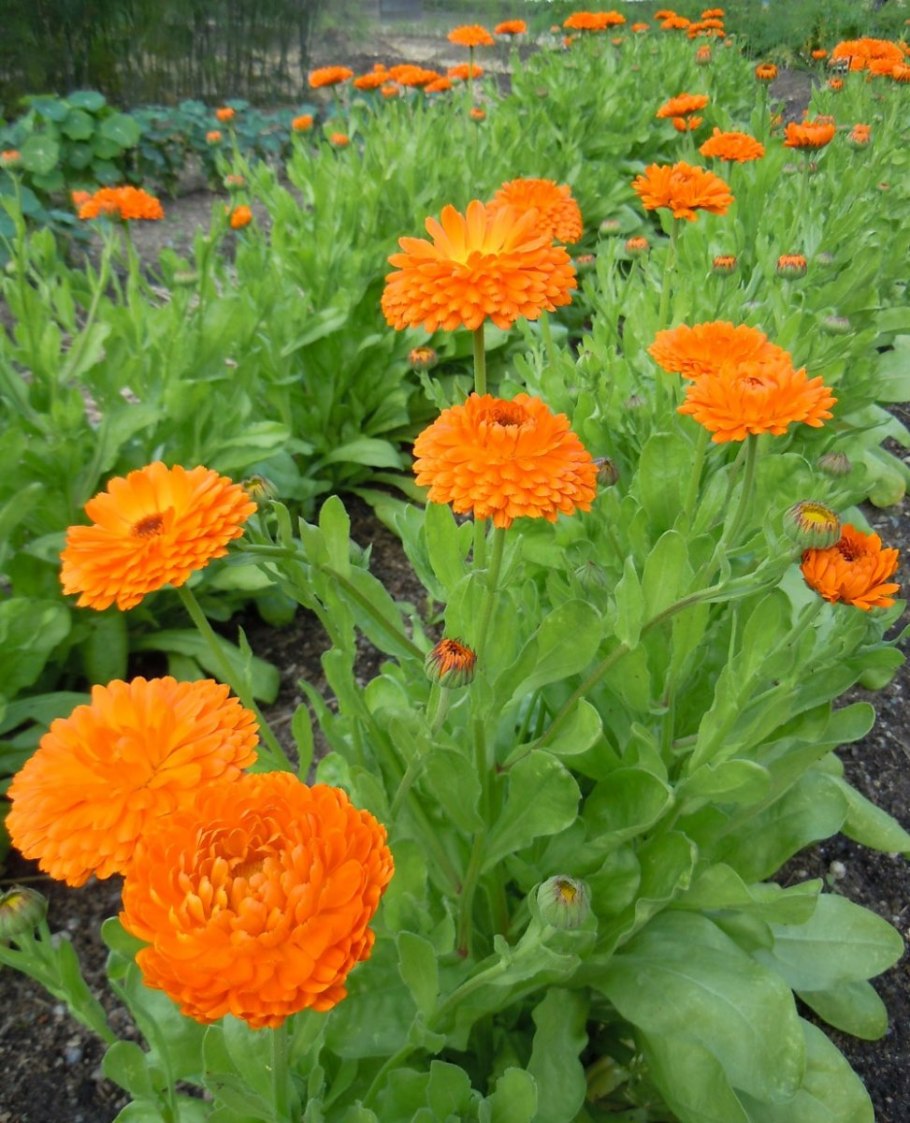 Календула, ноготки, Calendula