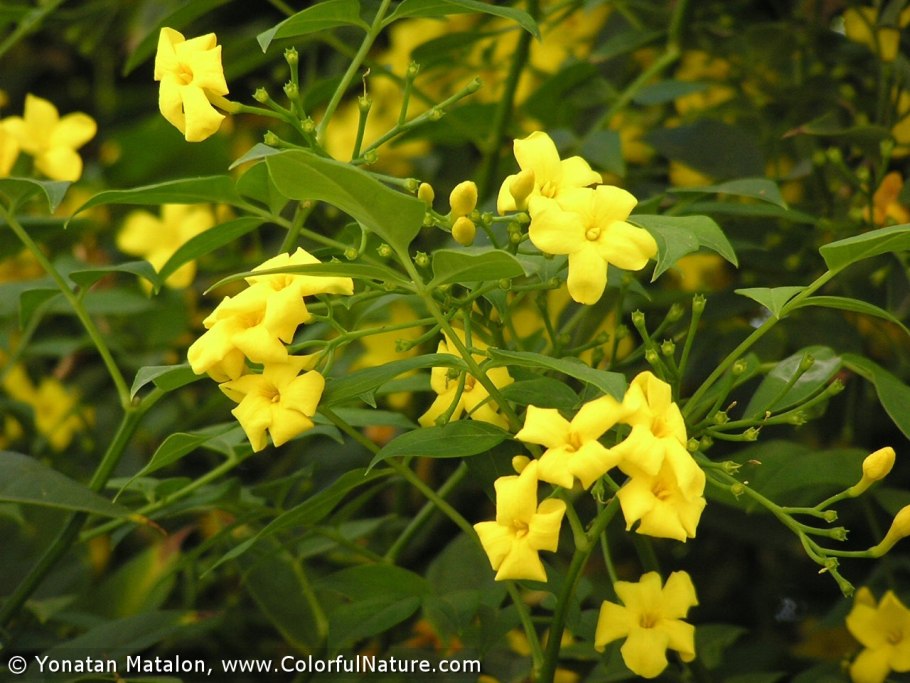 Подладанник жёлтый