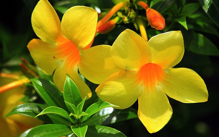 Золотая Алламанда