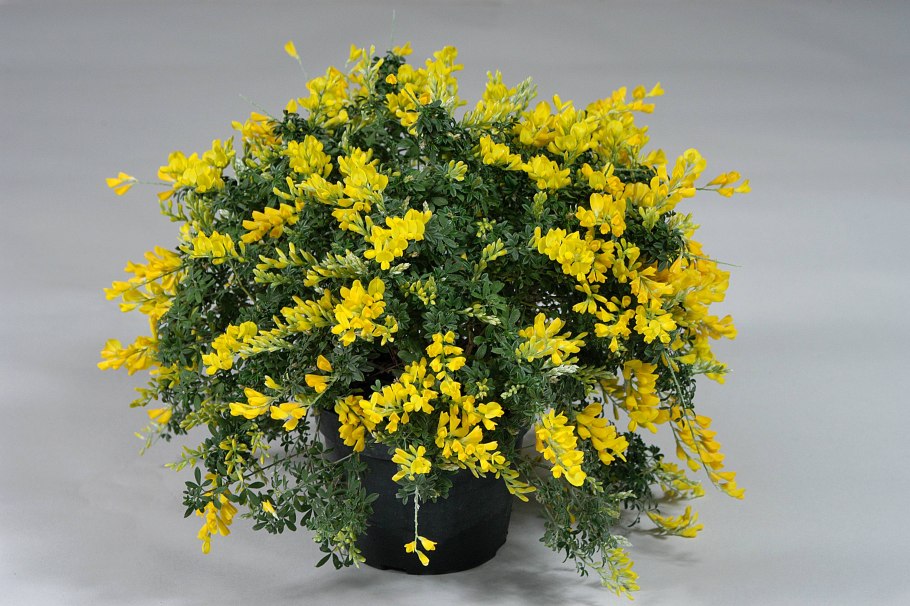 Золотарник Мимоза