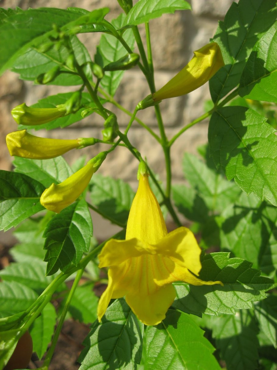 Растение с желтыми цветочками